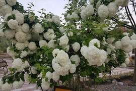 باغ گیاهان دارویی دانشکده داروسازی- به روایت تصویر بخش دوم