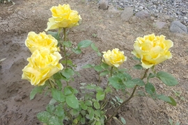 باغ گیاهان دارویی دانشکده داروسازی - به روایت تصویر بخش اول