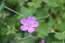 جمع آوری گیاهان دارویی در سلانسر رستم آباد توسط تیم دانشکده داروسازی گیلان