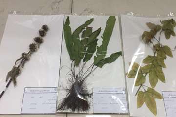 نمونه هرباریومی