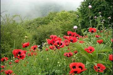 استان گیلان