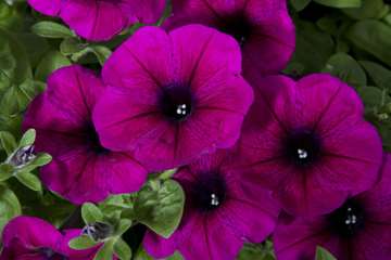 آنتوسیانین ها