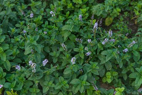 گیاه نعنا -1,