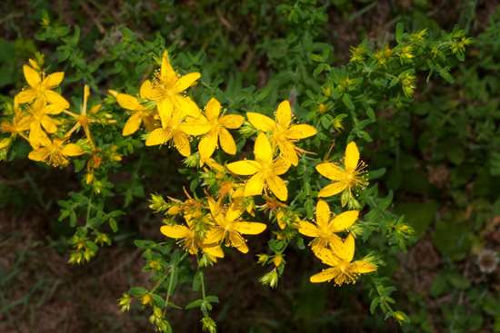 گیاه علف چای -1,